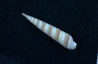 藏品(紅筍螺)的圖片